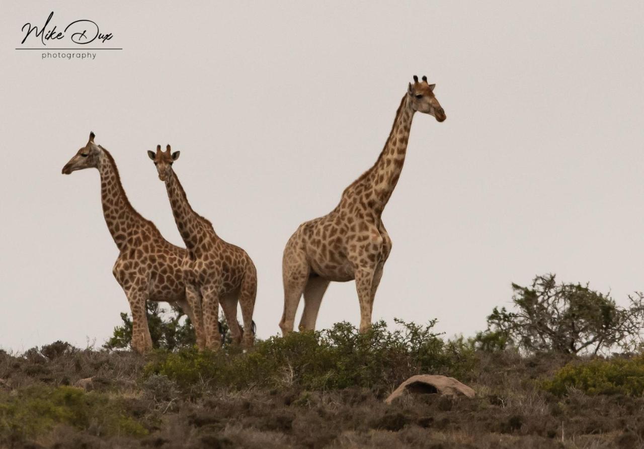 Safari Lodge - Amakhala Game Reserve Exterior foto