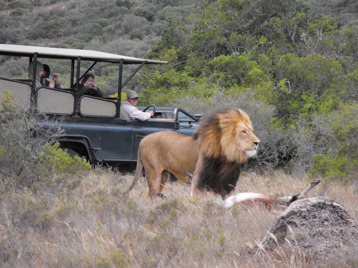 Safari Lodge - Amakhala Game Reserve Exterior foto